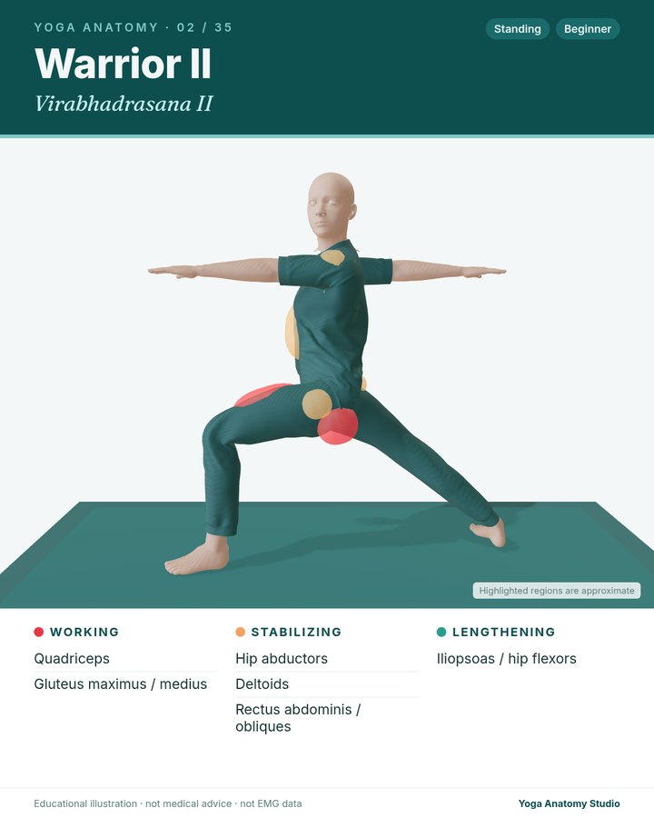 Warrior II (Virabhadrasana II) anatomy card sample