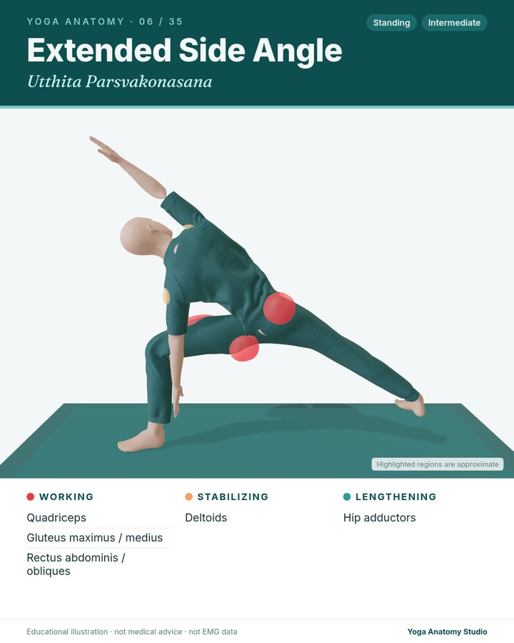 Extended Side Angle (Utthita Parsvakonasana) anatomy card sample