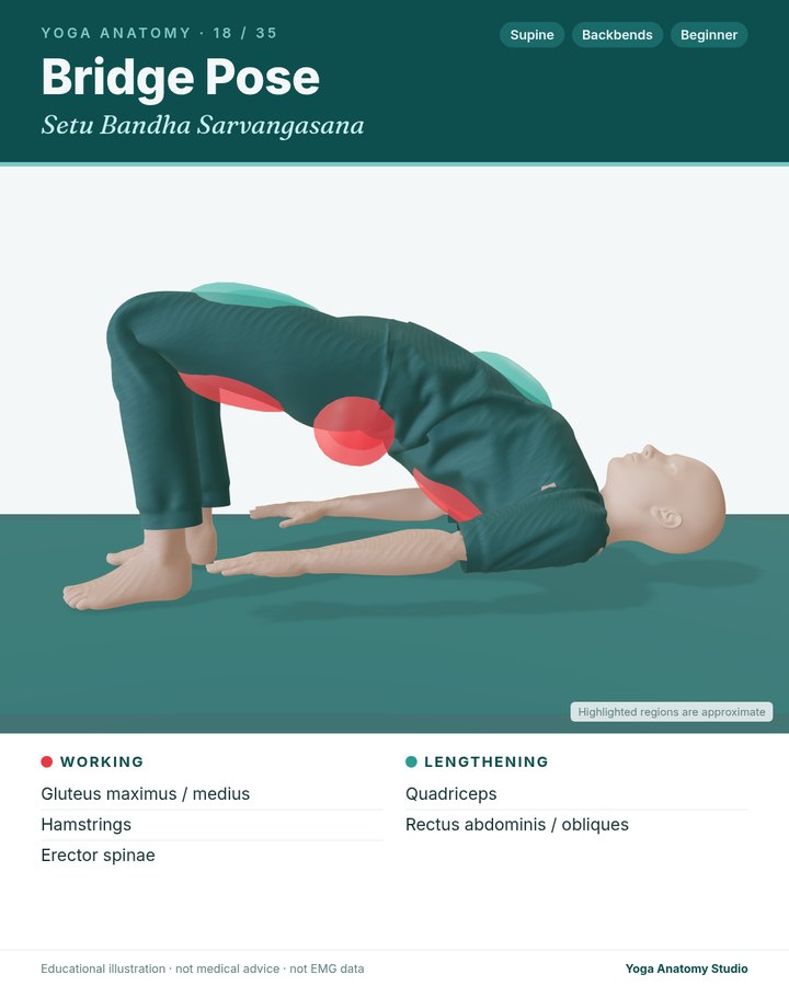 Bridge Pose (Setu Bandha Sarvangasana) anatomy card sample