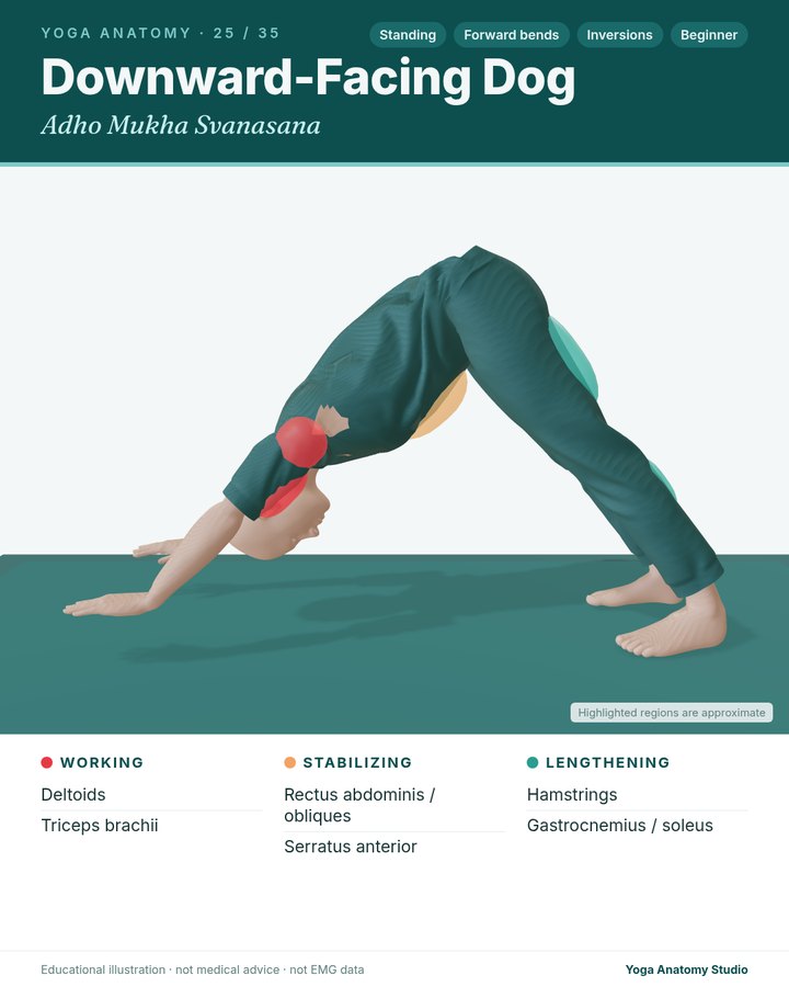 Downward-Facing Dog (Adho Mukha Svanasana) anatomy card sample